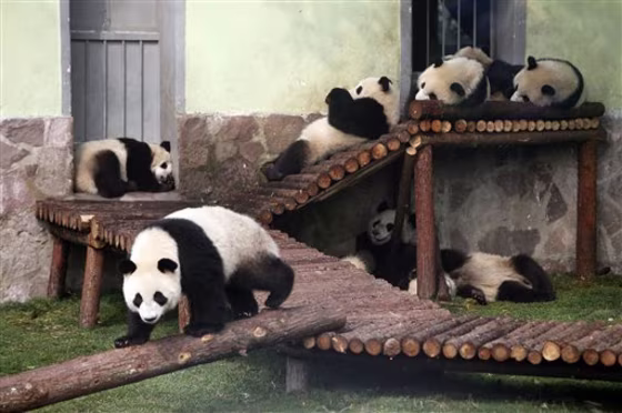 Panda cubs from the Wolong Giant Panda Reserve Center in Sichuan lounge at a Shanghai zoo in China. 